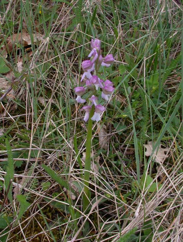 Orchidee del Chianti - Flora toscana